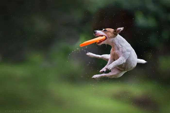 Dogs Can Fly