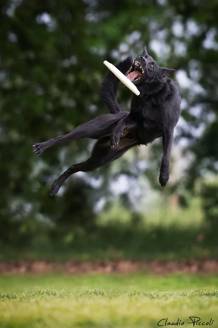 Dogs Can Fly