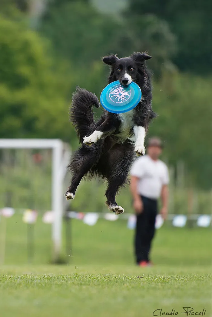 Dogs Can Fly