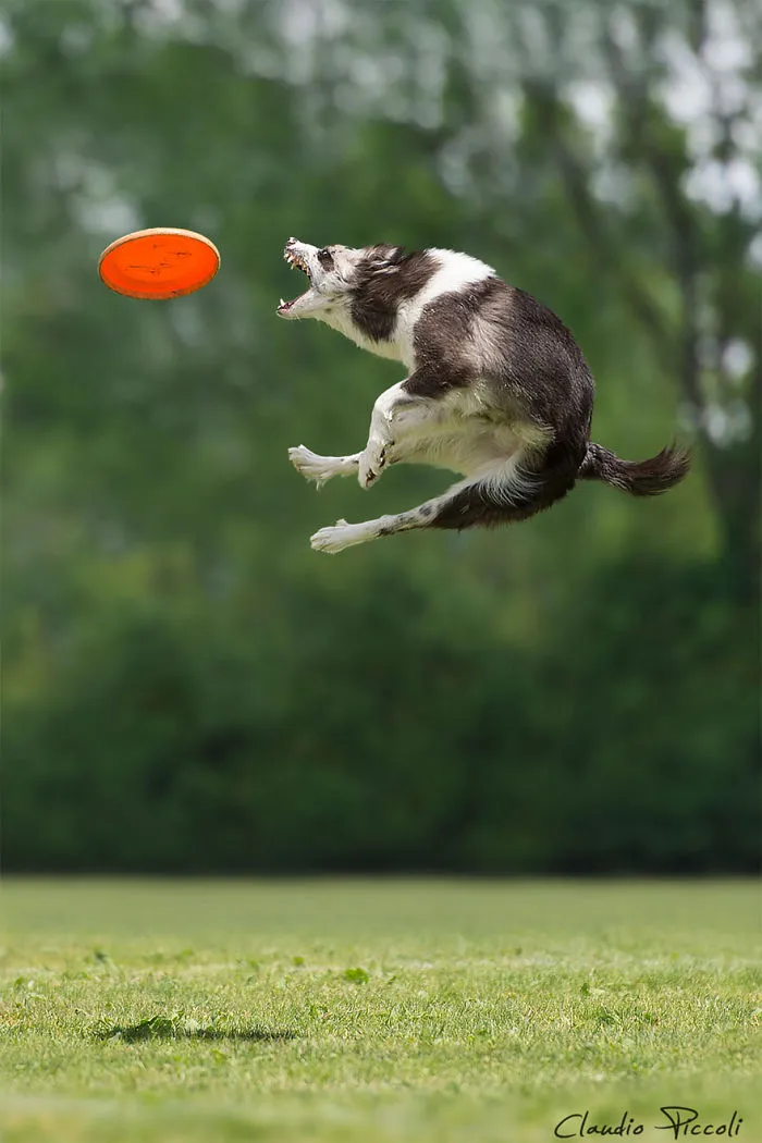 Dogs Can Fly