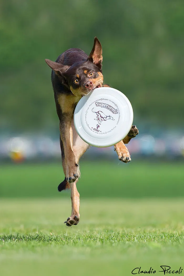 Dogs Can Fly