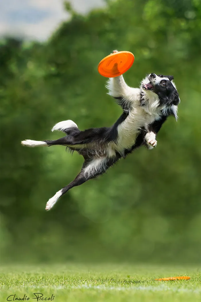 Dogs Can Fly