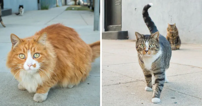 I Photograph Community Cats In Los Angeles