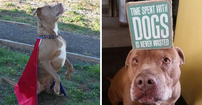 Sam The Dog Has Spent A Year In A Shelter And Dreams Of Moving Out