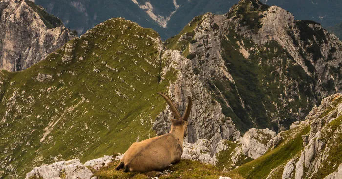 Alpine Ibex Enjoying Sunset Over The Alps