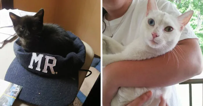 I Turned My Spare Bedroom Into A Foster Room For 24 Cats