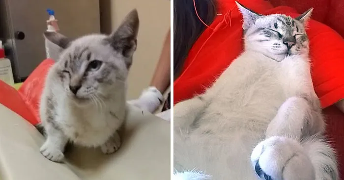We Adopted A Cat And It Couldn't Be Better
