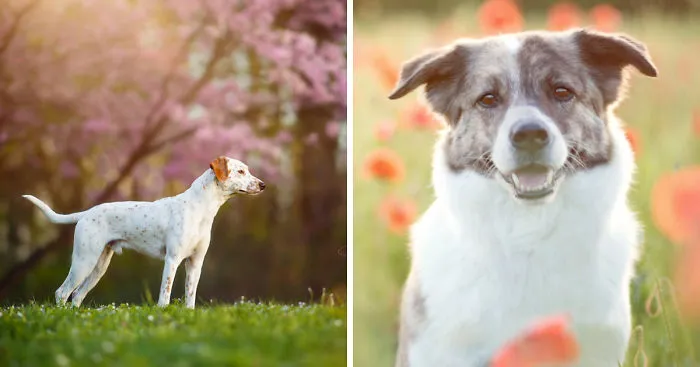12 Reasons Why You Should Adopt A Dog