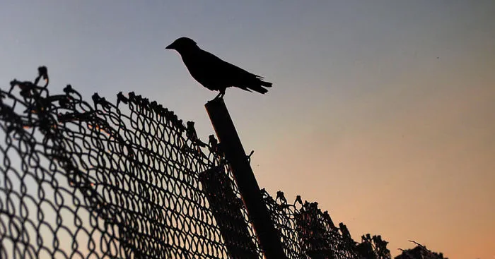 I Look For Art When I Go Birdwatching (Part 2)