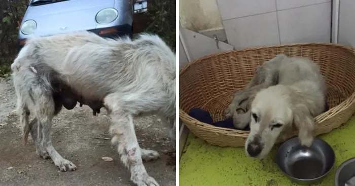 Be A Hero For An Abandoned Golden Retriever