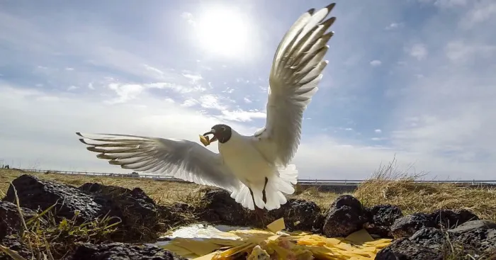 We Gave The Birds Our Leftovers And Hid The Camera. Here's What Happened