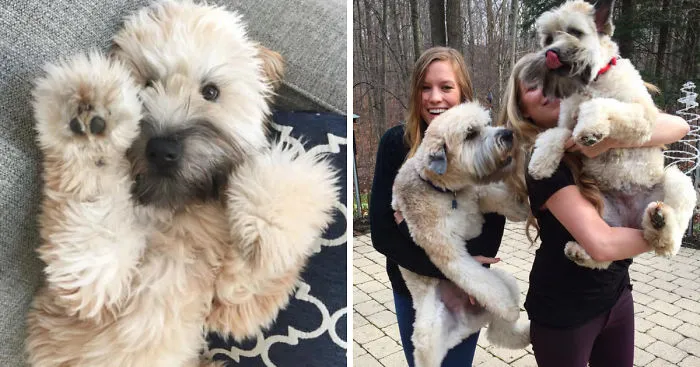 Top 5 Living Teddy Bears On Instagram