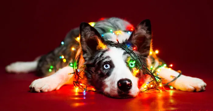 I Took Christmas-Themed Dog Portraits To Wish You Happy Holidays