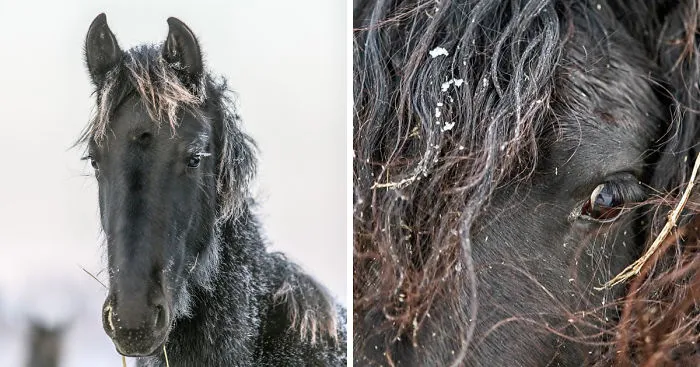 I Photograph Beautiful Friesian Horses All Year Long