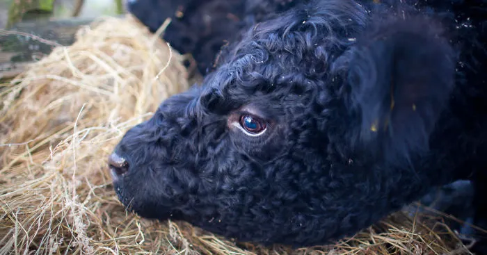 Wow, They're So Fluffy And They Live On Our Farm
