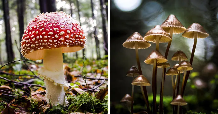 I've Been Picking Mushrooms For My Whole Life But Only Now Started To Photograph Them