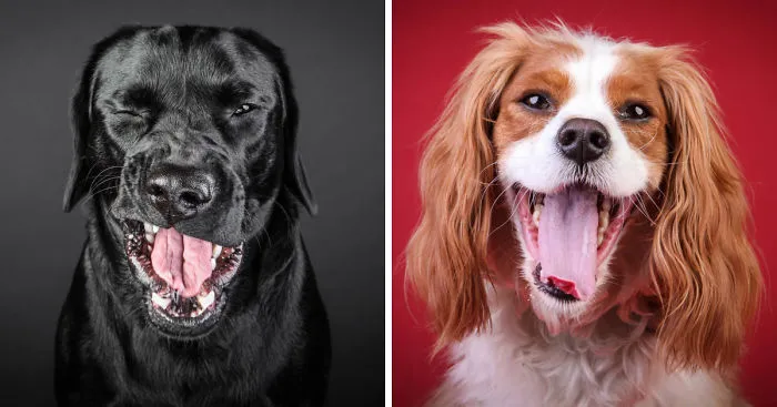 I Shoot Dogs... With My Camera!