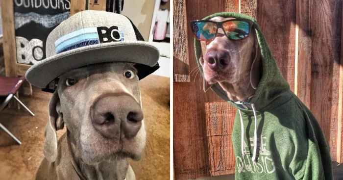 Lager Thinks He's Human, And His Owner Does, Too
