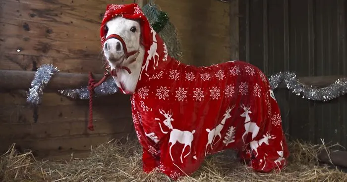Foursie: New Festive Onesie For Ponies To Keep Them Warm