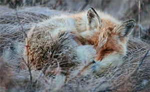Russian Miner Spends His Breaks Photographing Foxes In The Arctic Circle (Part 2)