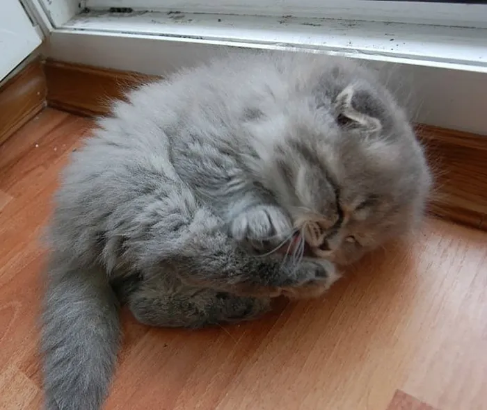 213 Of The Fluffiest Cats In The World