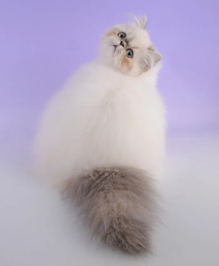 213 Of The Fluffiest Cats In The World