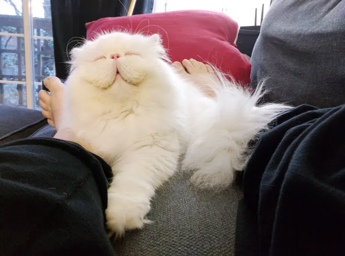 213 Of The Fluffiest Cats In The World