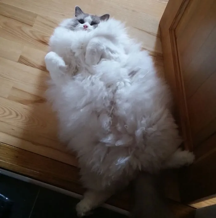 213 Of The Fluffiest Cats In The World