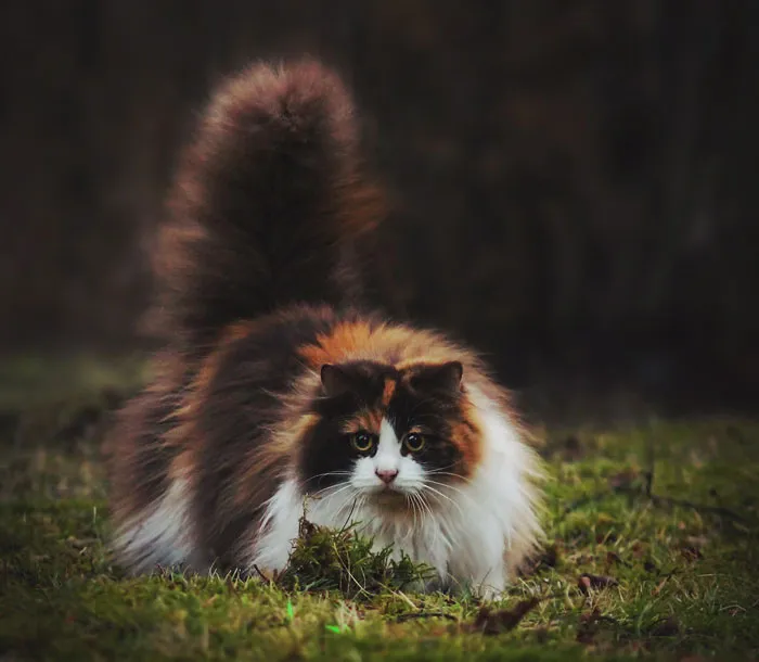 213 Of The Fluffiest Cats In The World