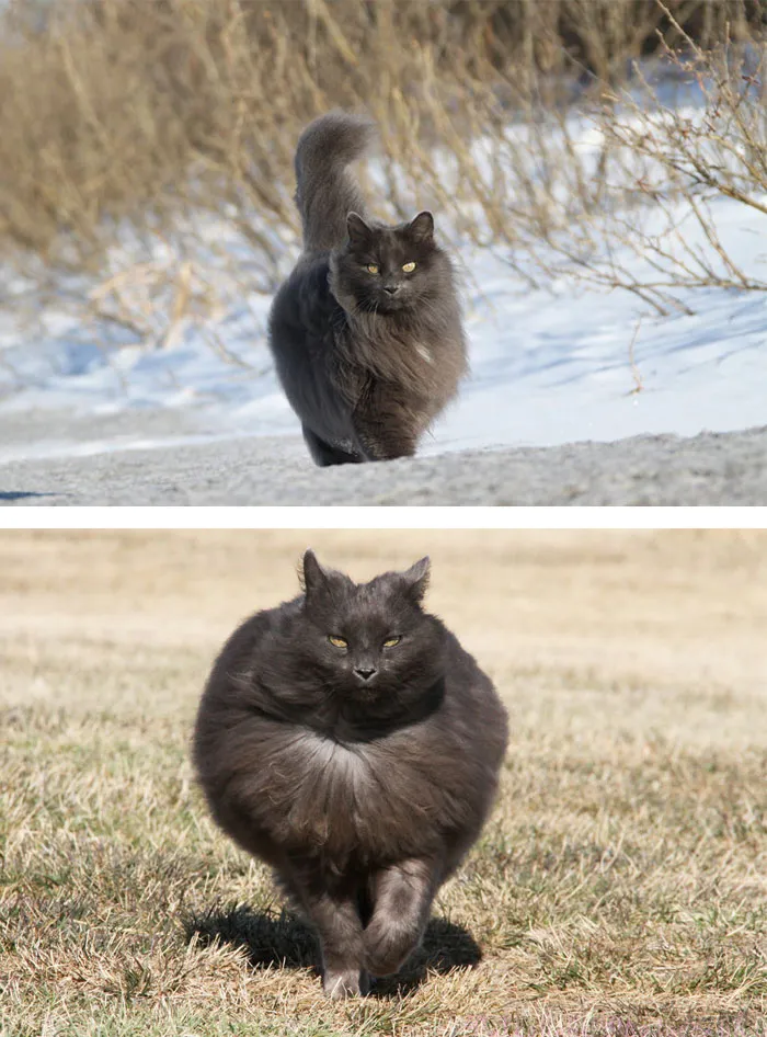 213 Of The Fluffiest Cats In The World