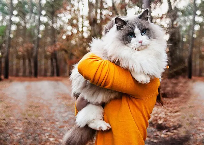 213 Of The Fluffiest Cats In The World