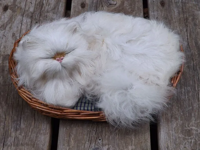 Fluffy Cat
