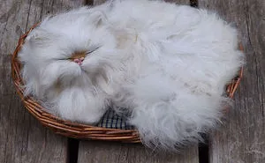 213 Of The Fluffiest Cats In The World