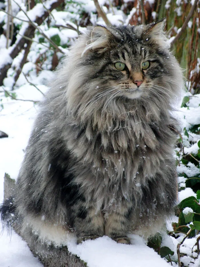 213 Of The Fluffiest Cats In The World
