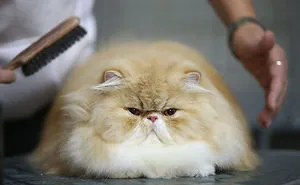 213 Of The Fluffiest Cats In The World