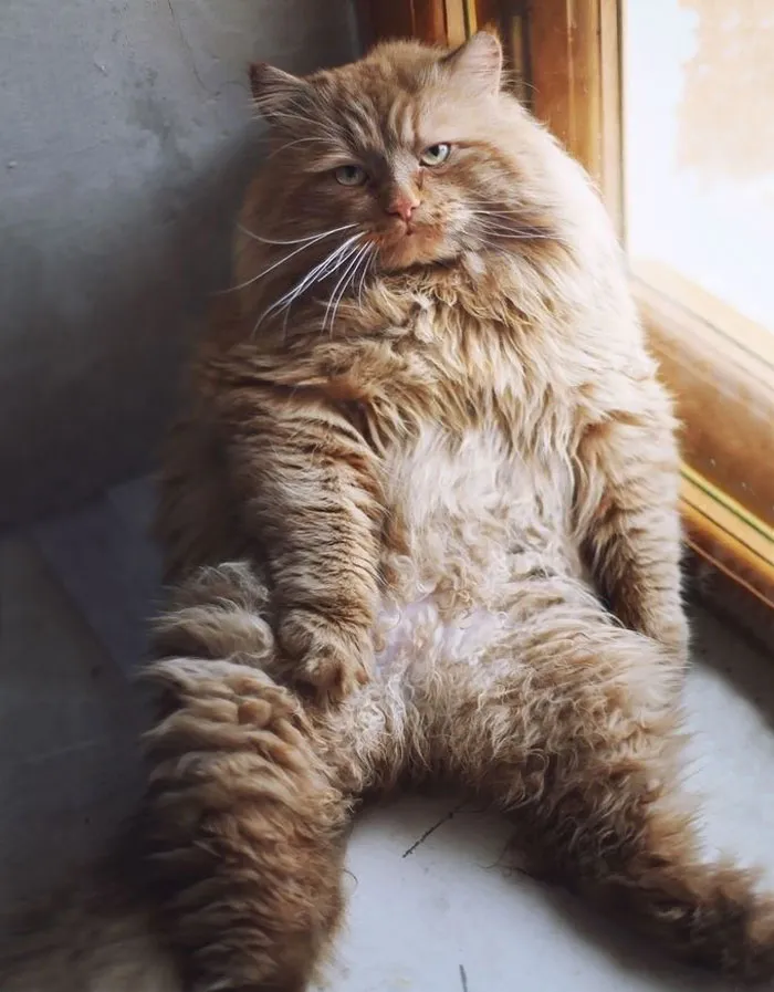 213 Of The Fluffiest Cats In The World