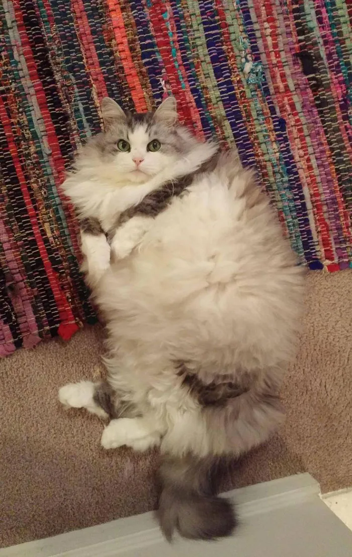 213 Of The Fluffiest Cats In The World