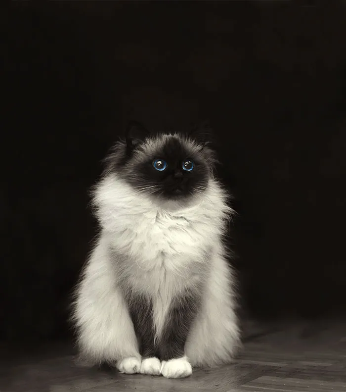 213 Of The Fluffiest Cats In The World