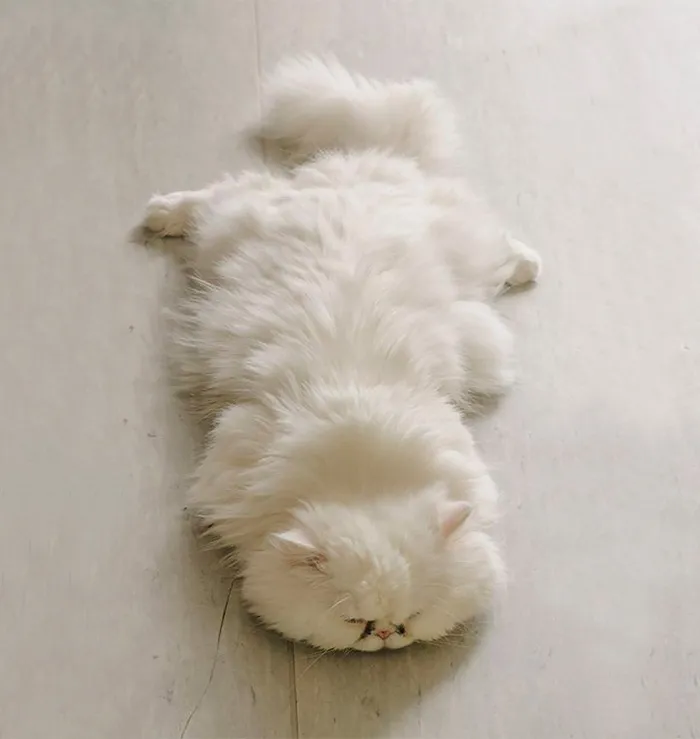 213 Of The Fluffiest Cats In The World