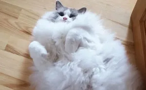 213 Of The Fluffiest Cats In The World