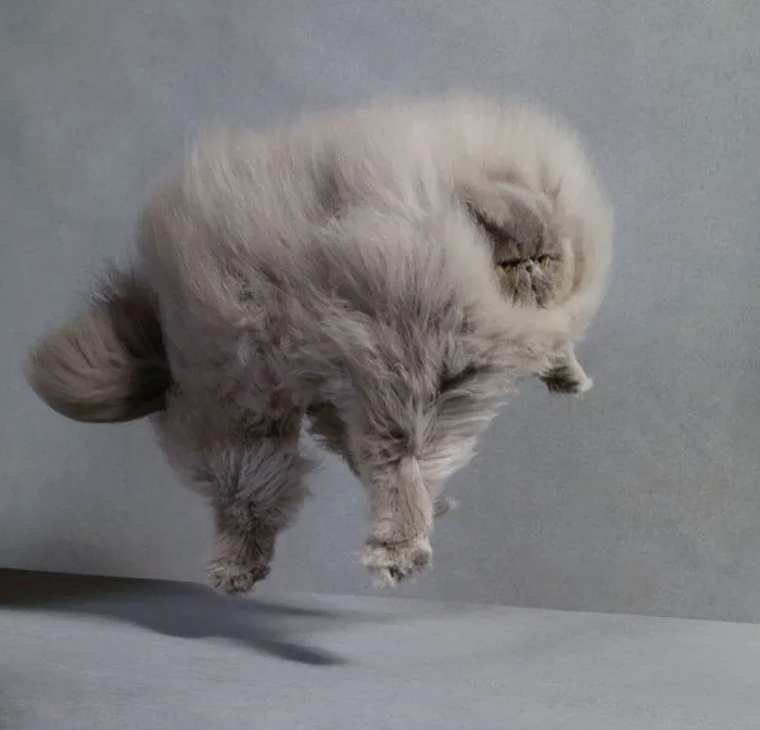213 Of The Fluffiest Cats In The World