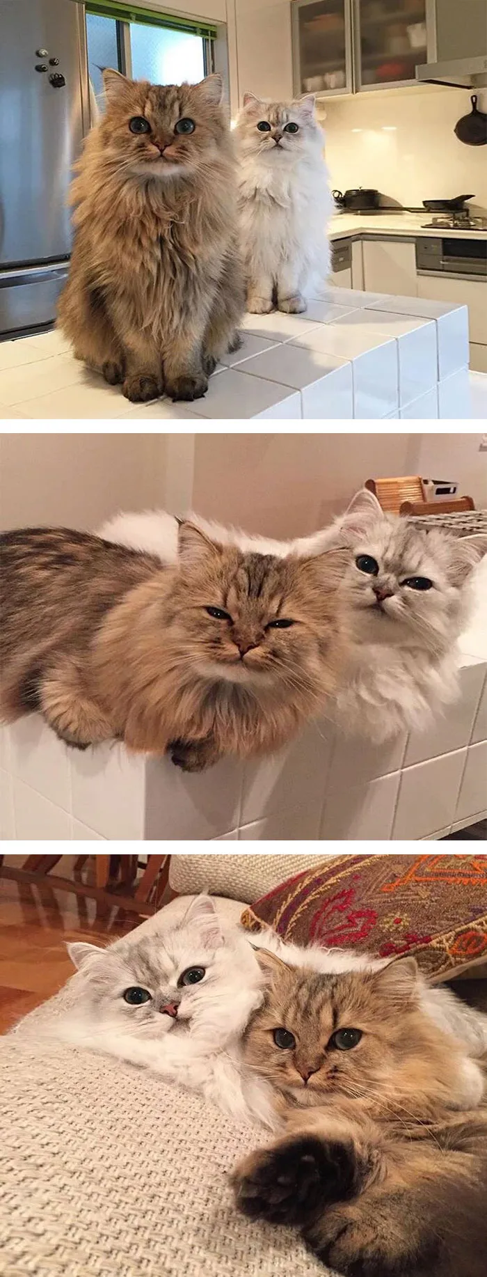 213 Of The Fluffiest Cats In The World
