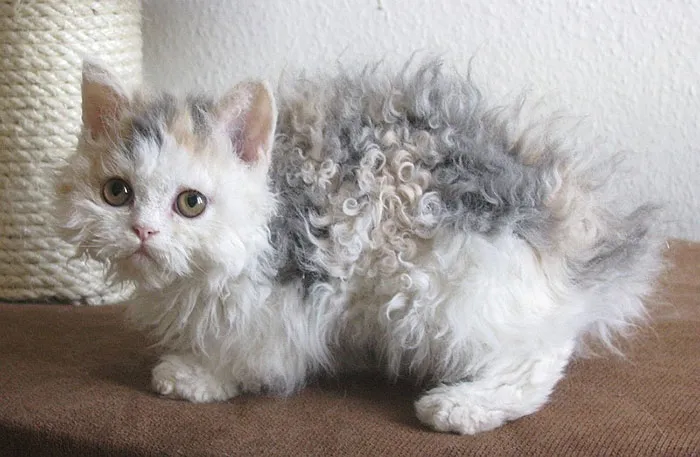 213 Of The Fluffiest Cats In The World