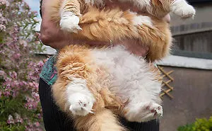 213 Of The Fluffiest Cats In The World