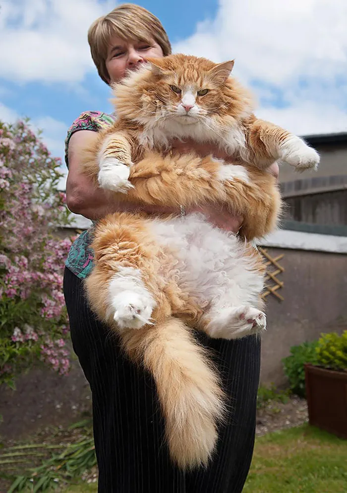 213 Of The Fluffiest Cats In The World