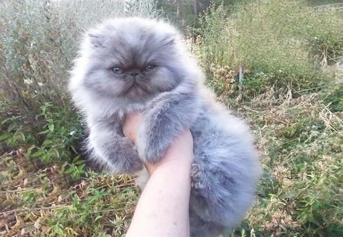 213 Of The Fluffiest Cats In The World