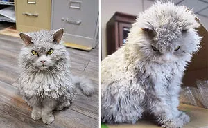213 Of The Fluffiest Cats In The World