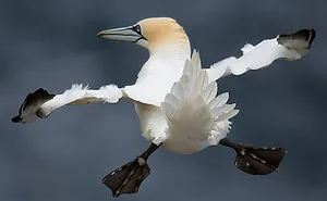 13 Funny Winners Of The 2015 Comedy Wildlife Photography Awards