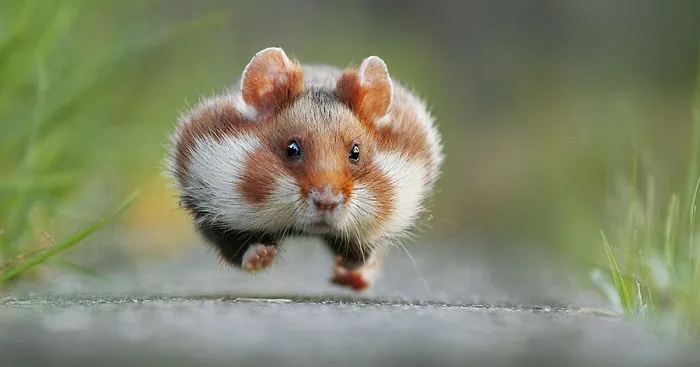 13 Funny Winners Of The 2015 Comedy Wildlife Photography Awards