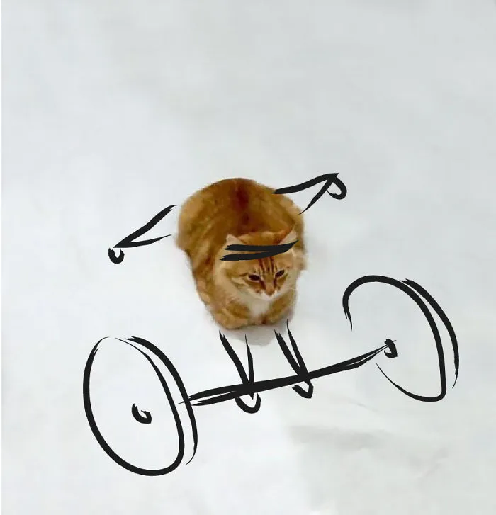Gym's Cat